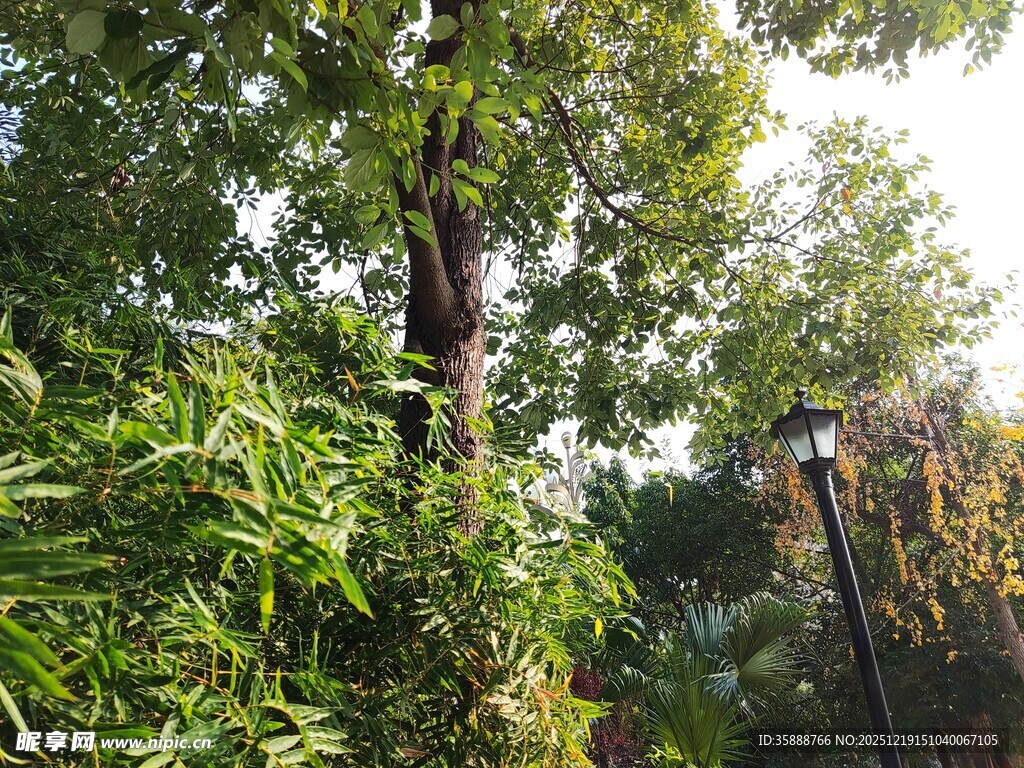 繁茂树林中的绿意景致