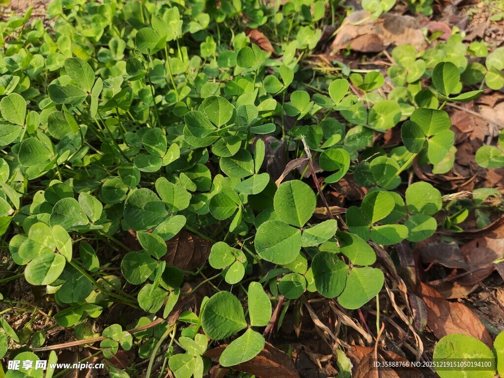 嫩绿植物生机盎然