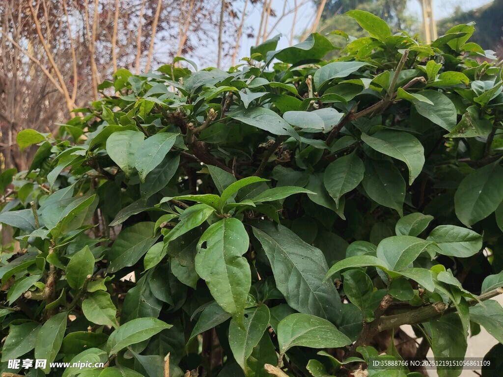 绿叶繁茂的植物