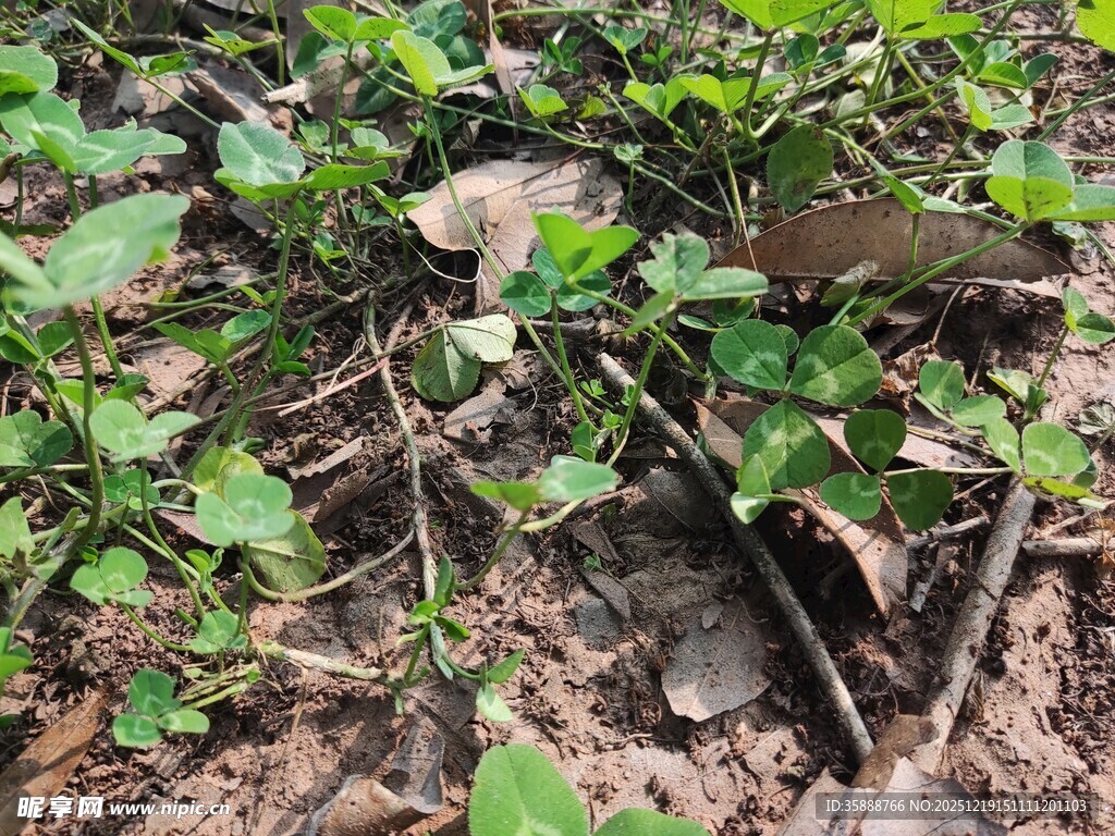 地面绿植与枯枝景象
