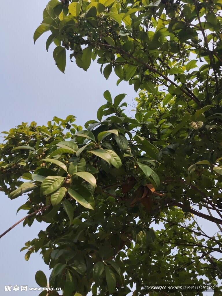 绿叶繁茂的树冠