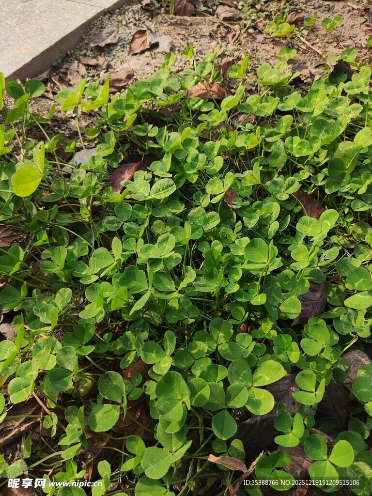 翠绿繁茂的地面绿植景观