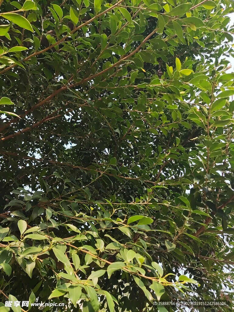 翠绿繁茂的枝叶景观