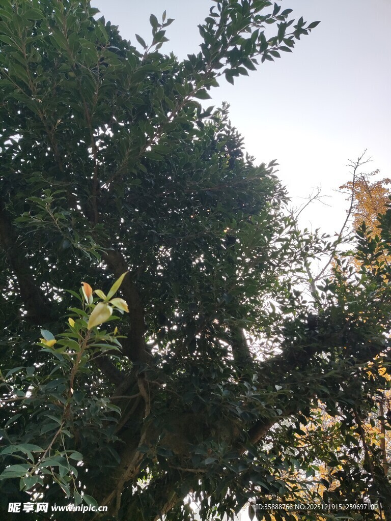 繁茂绿树展现自然生机