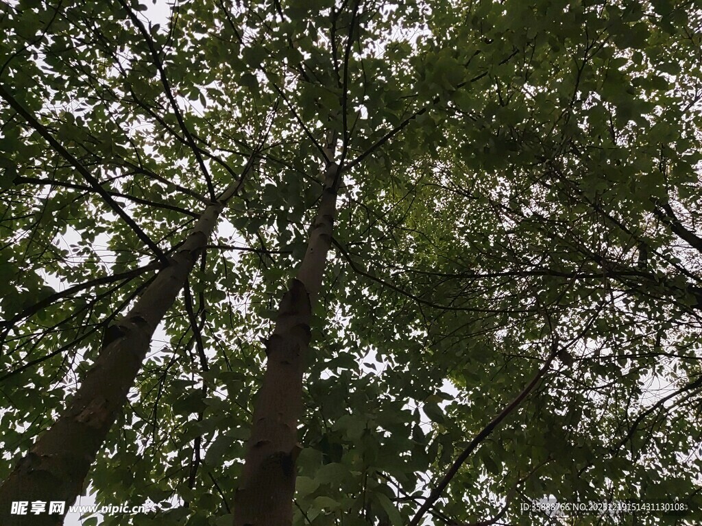 仰视茂密森林树冠