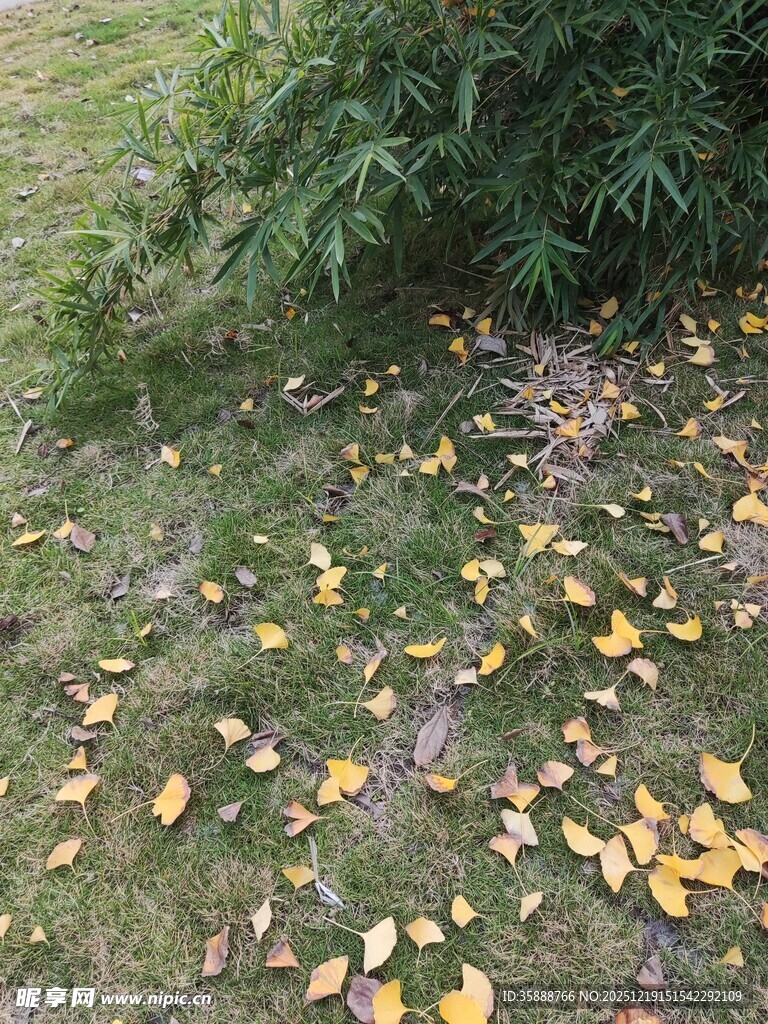 草地落叶秋日静谧景象