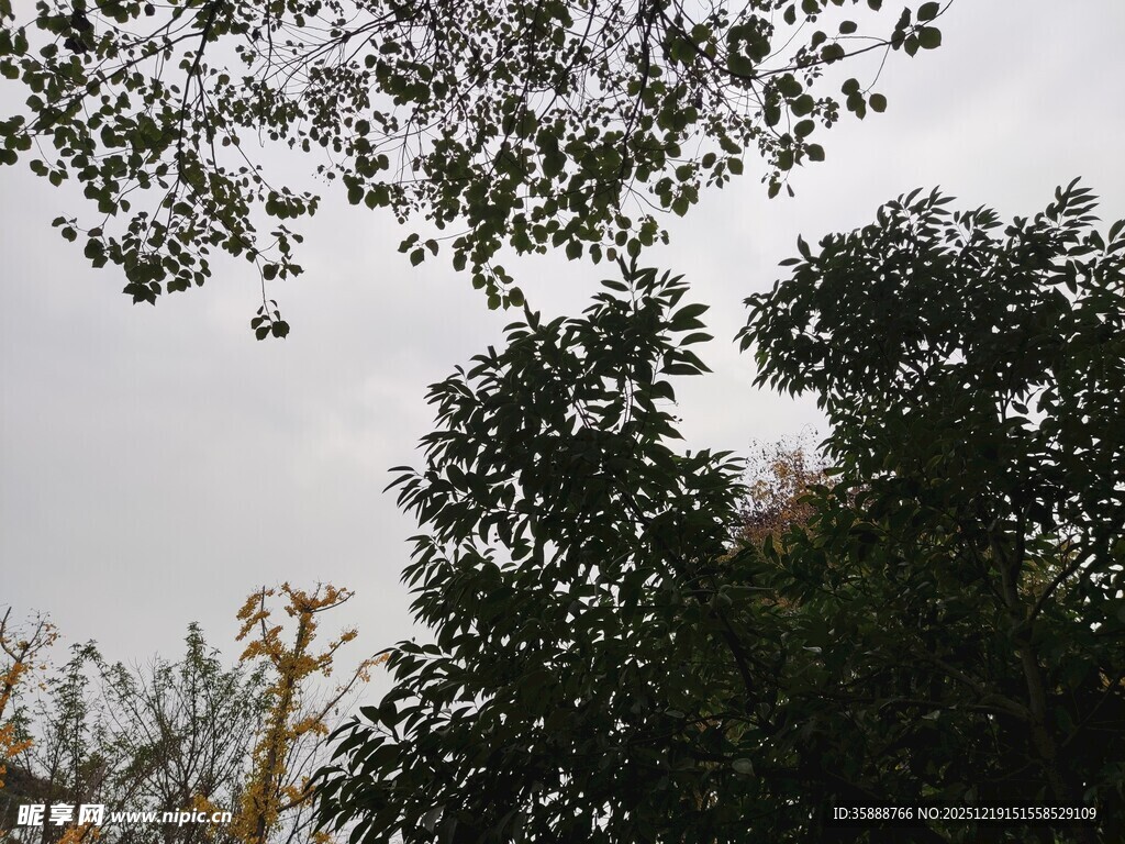 树梢间的天空与枝叶