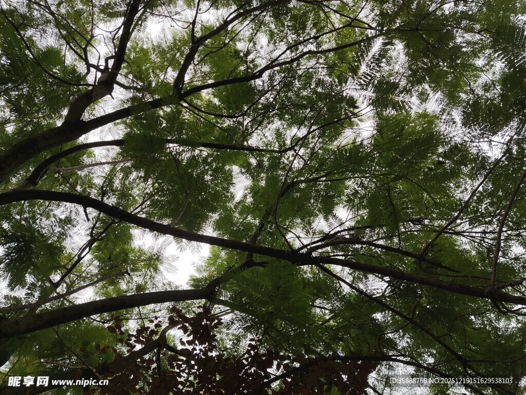 枝叶繁茂的树冠