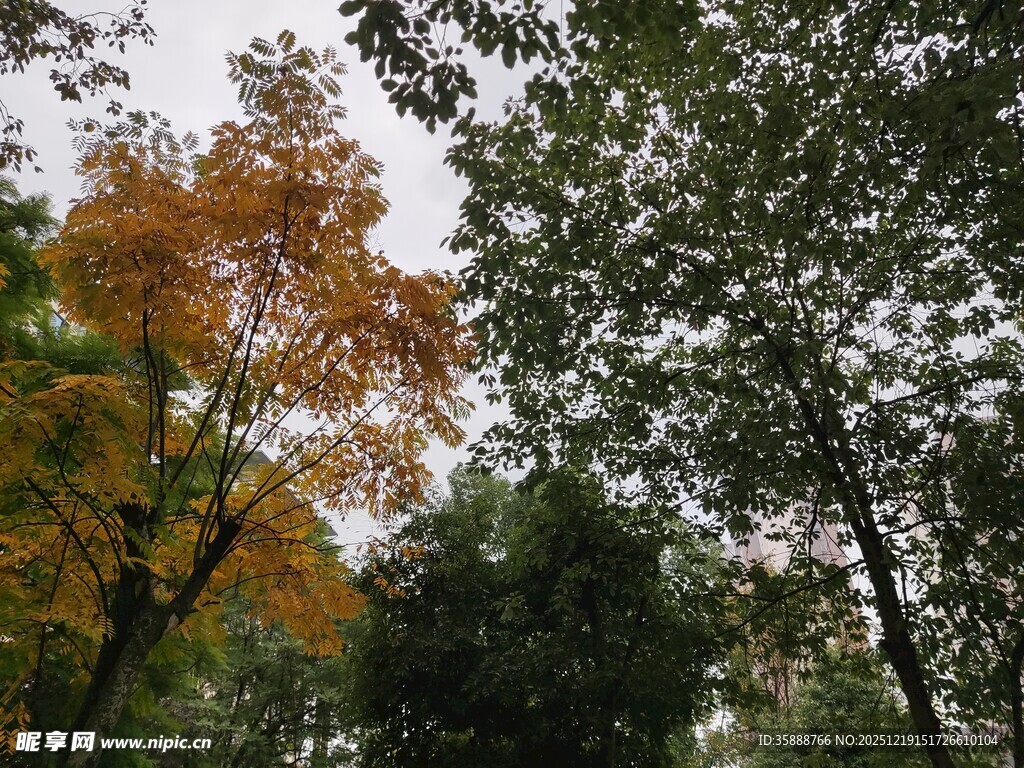 秋日树林中的多彩树冠