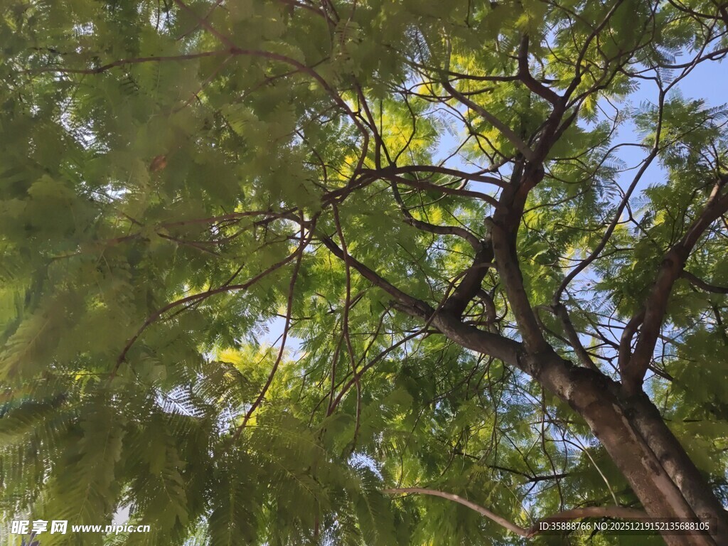 仰视葱郁繁茂的树木枝叶