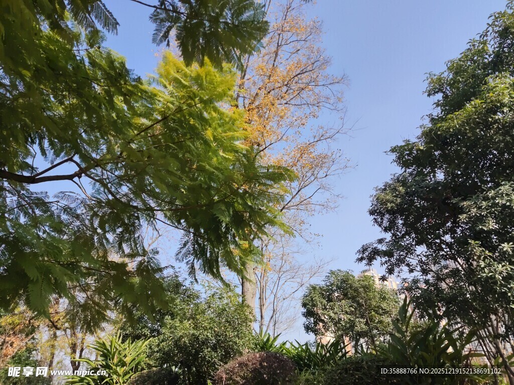 阳光下的繁茂绿树