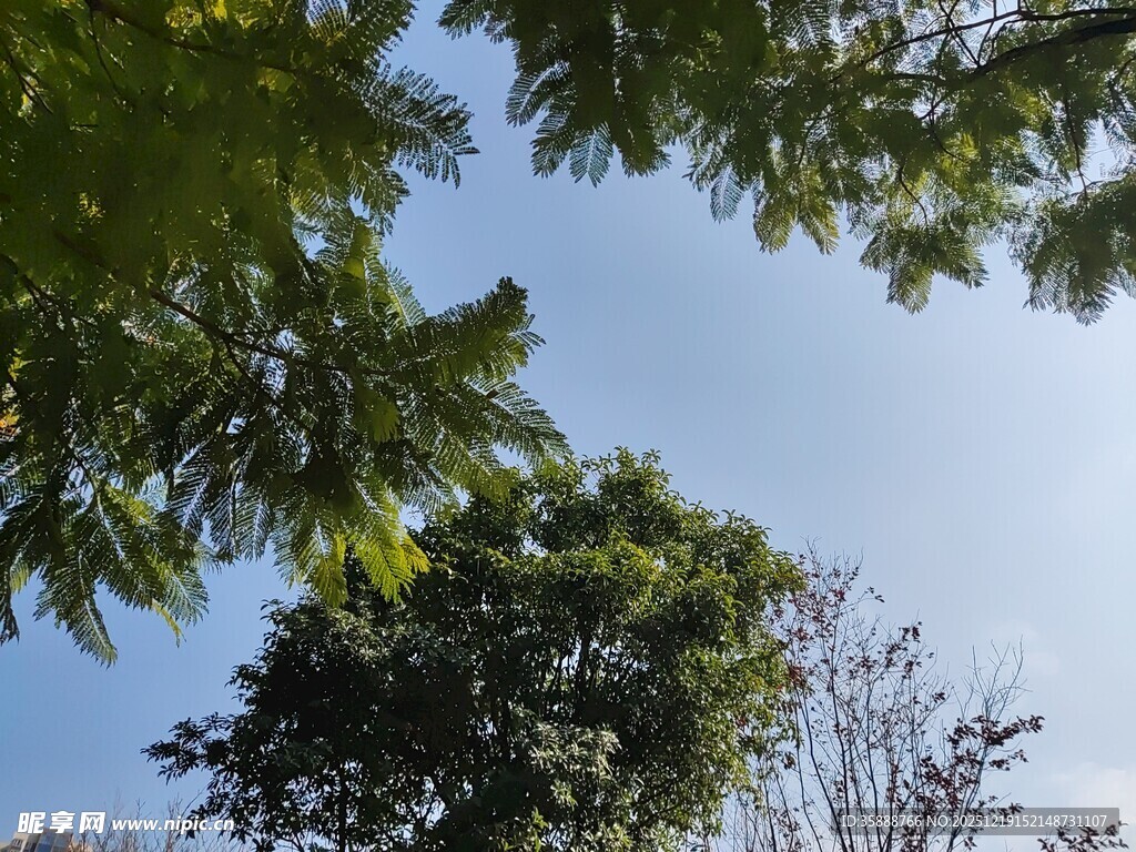仰视茂密树冠与蓝天