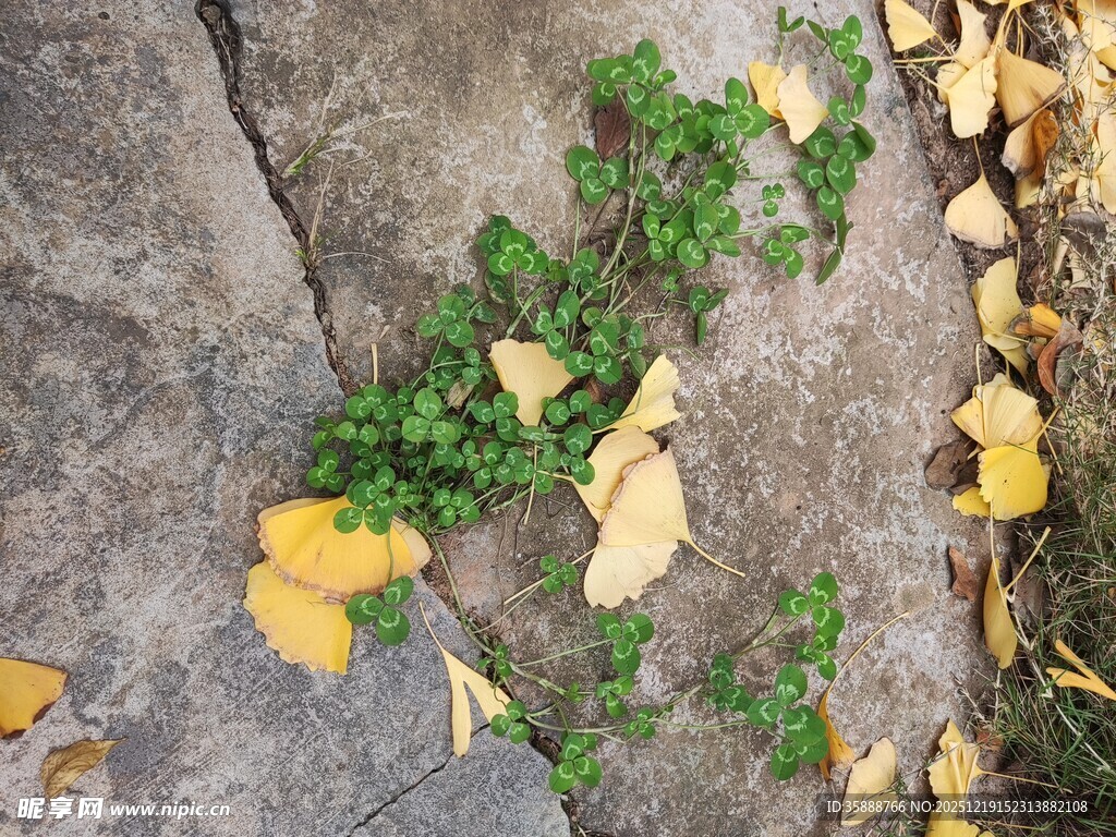 石缝中生长的翠绿植物