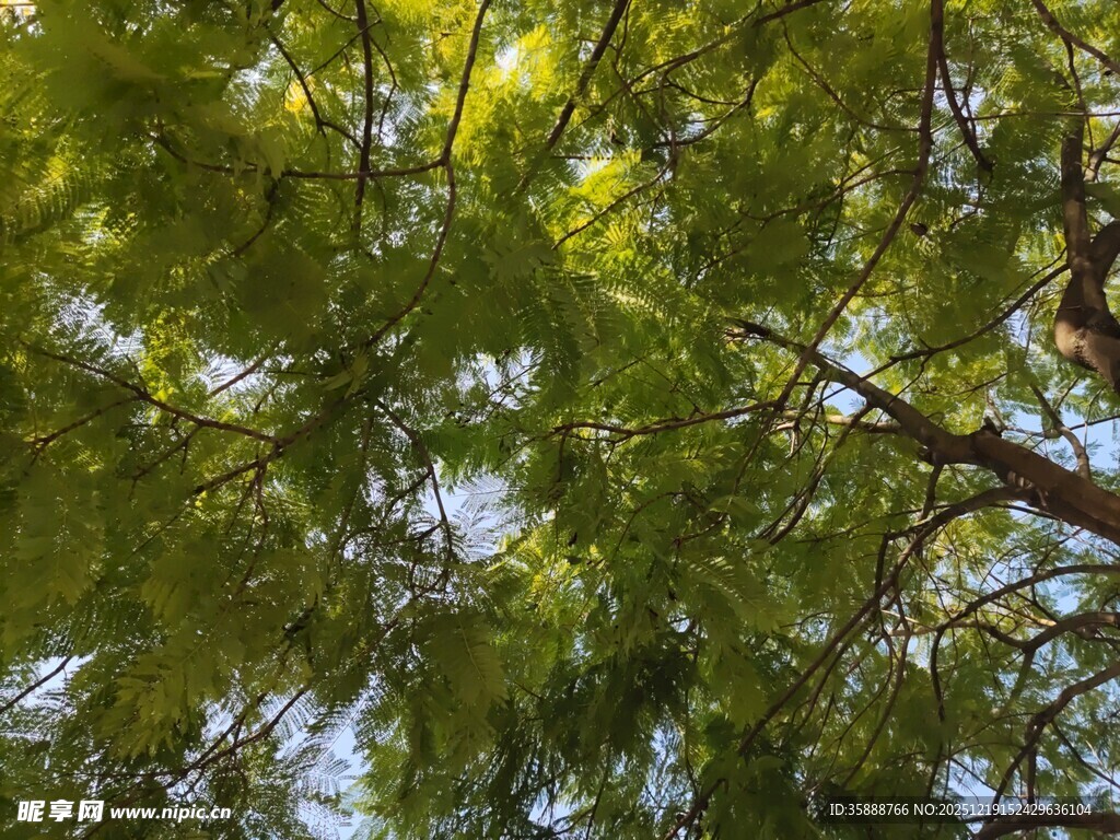 茂密绿荫下的繁茂枝叶