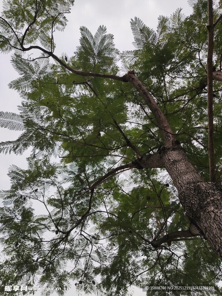 仰视高大挺拔的翠绿树木