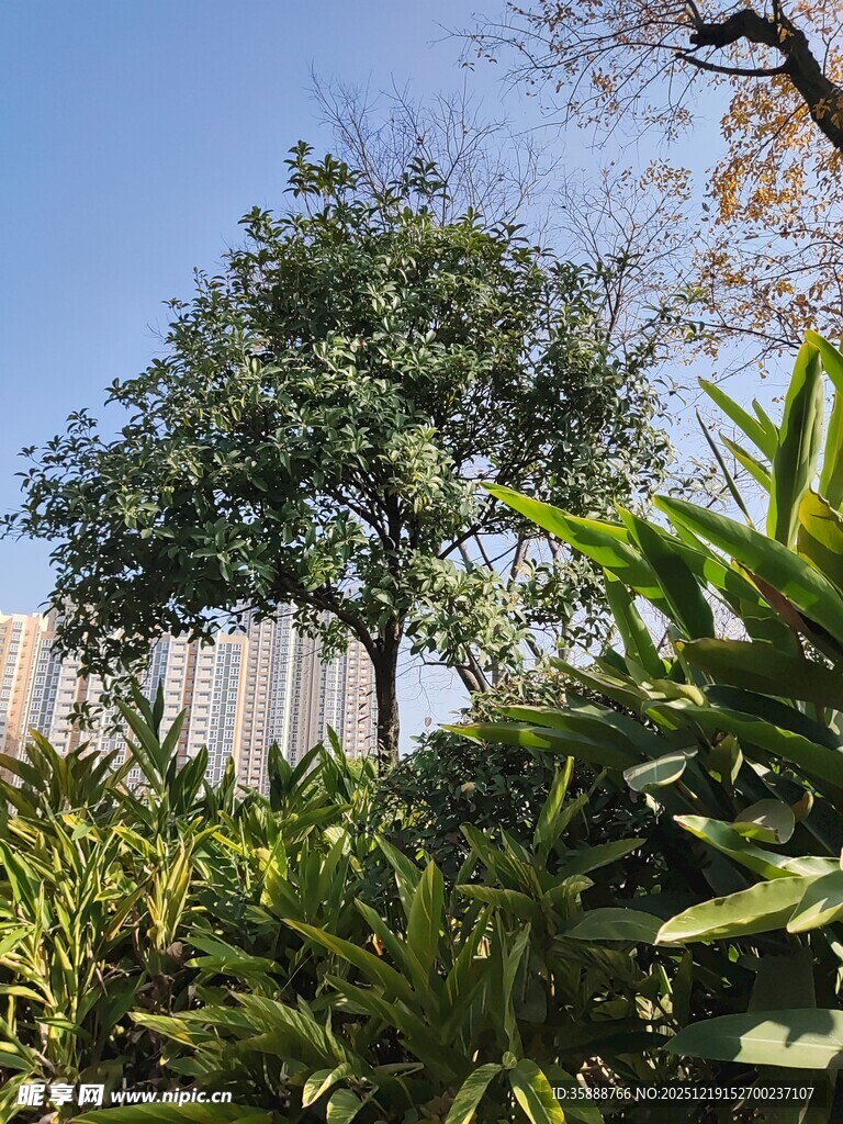 城市中的绿植景观