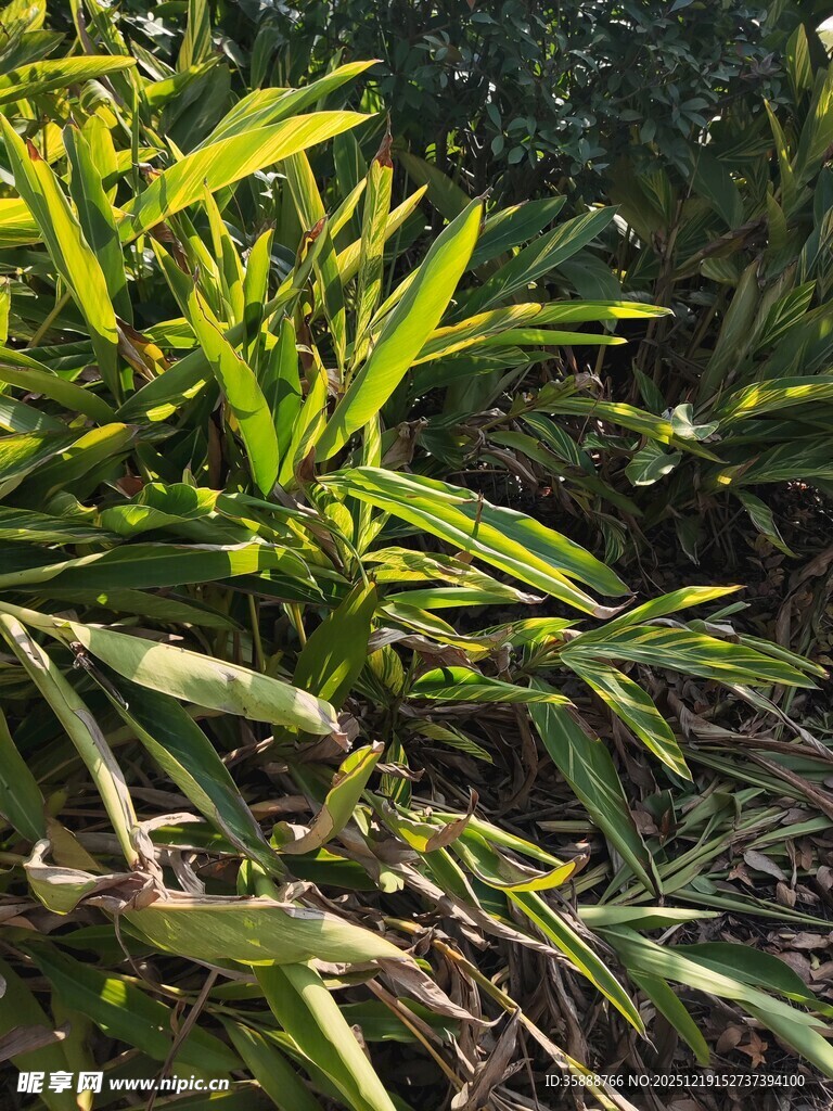 翠绿繁茂的植物景观