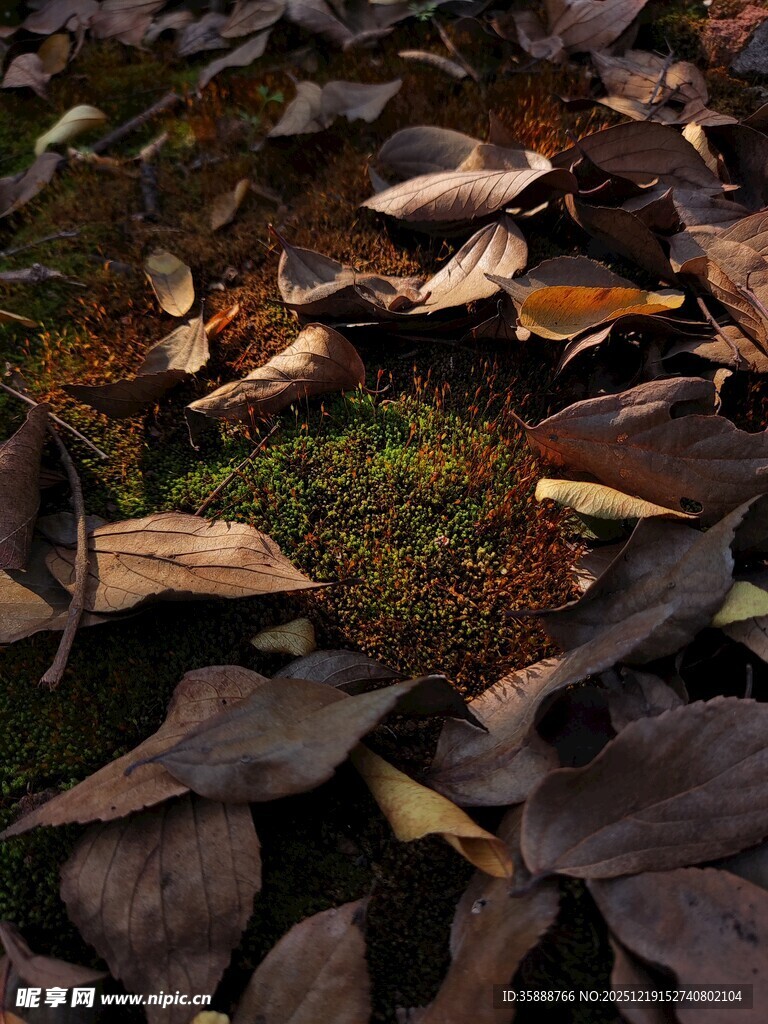 落叶覆盖下的一抹绿意