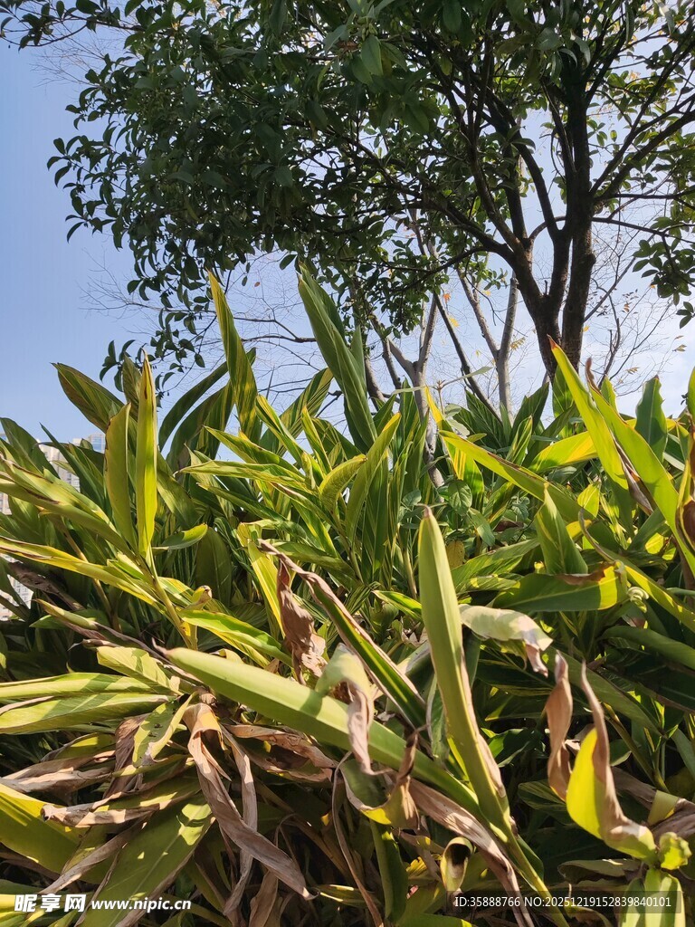 阳光下的绿植与树木