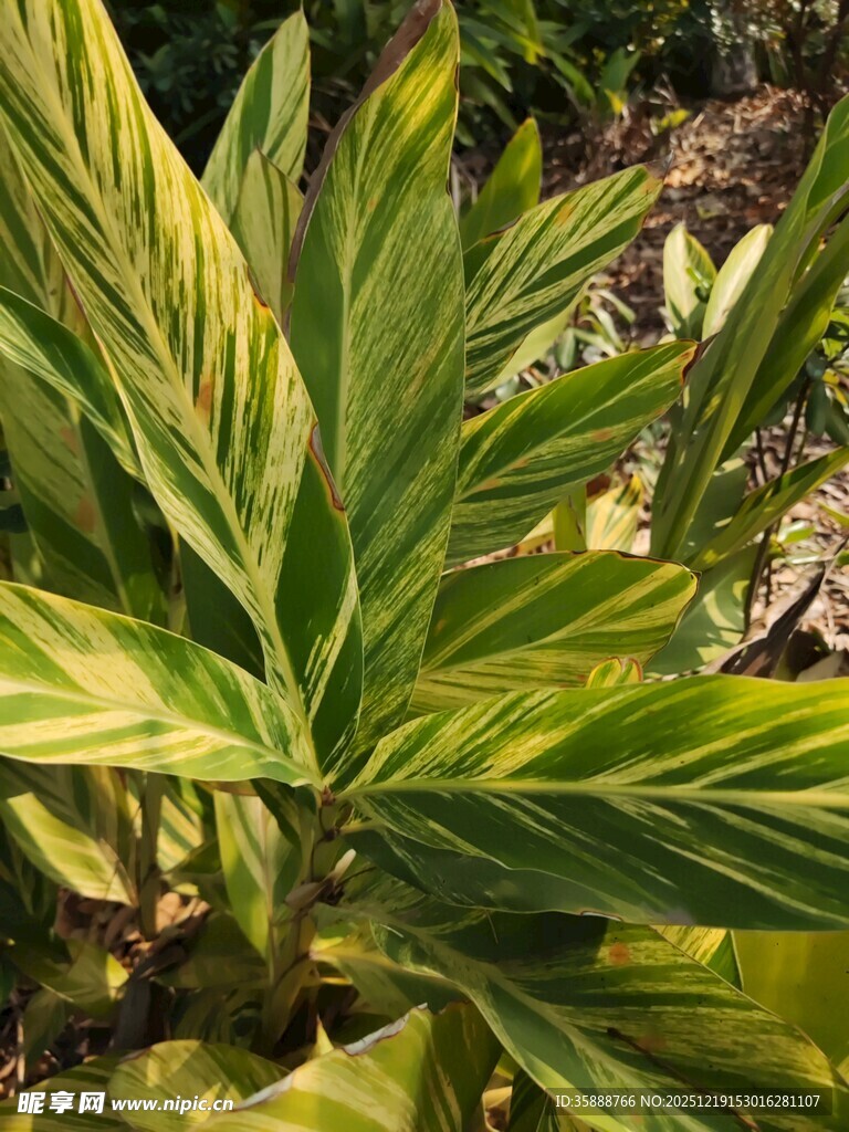 黄绿相间的斑斓观叶植物