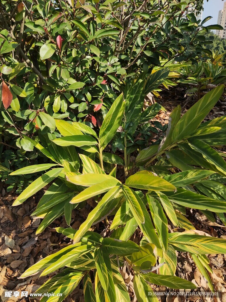 绿叶植物与红色果实景观