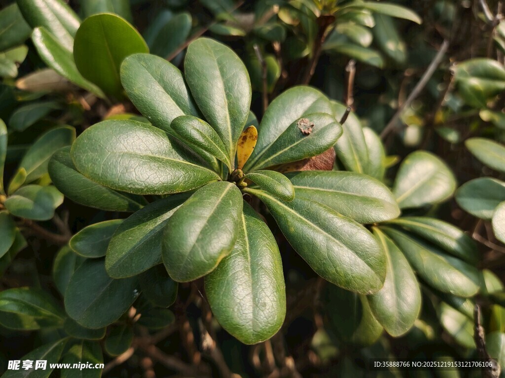 翠绿叶片的植物特写