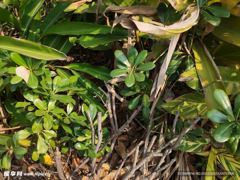 丛林中的植物与藤蔓
