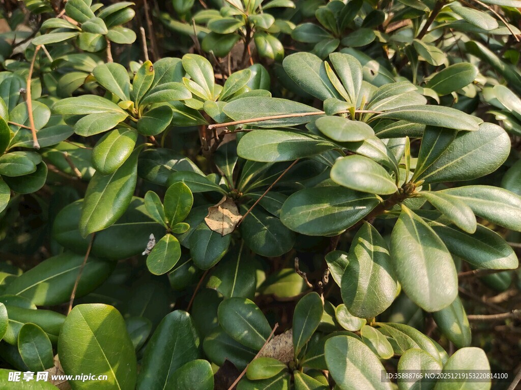 绿叶繁茂的植物景观