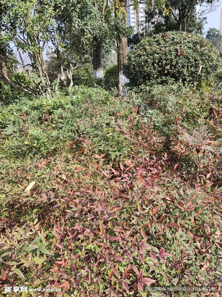 野外繁茂植被景观