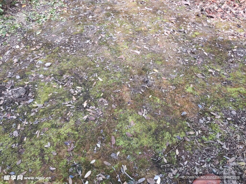 地面上的斑驳苔藓