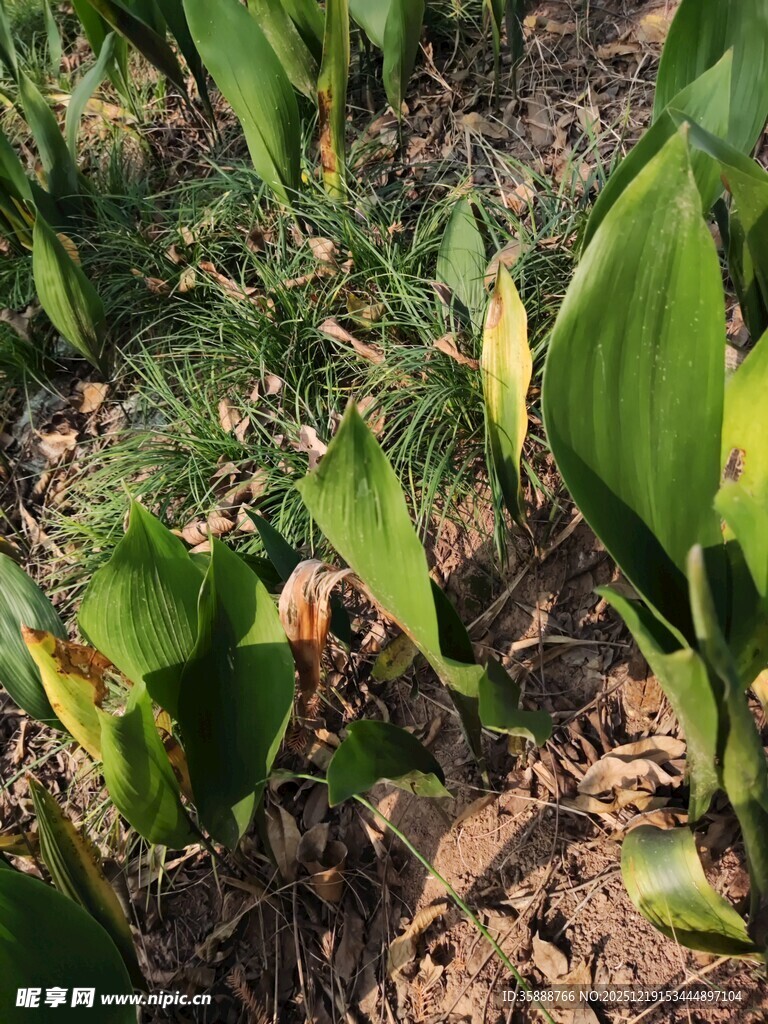 玉米田中的生长景象