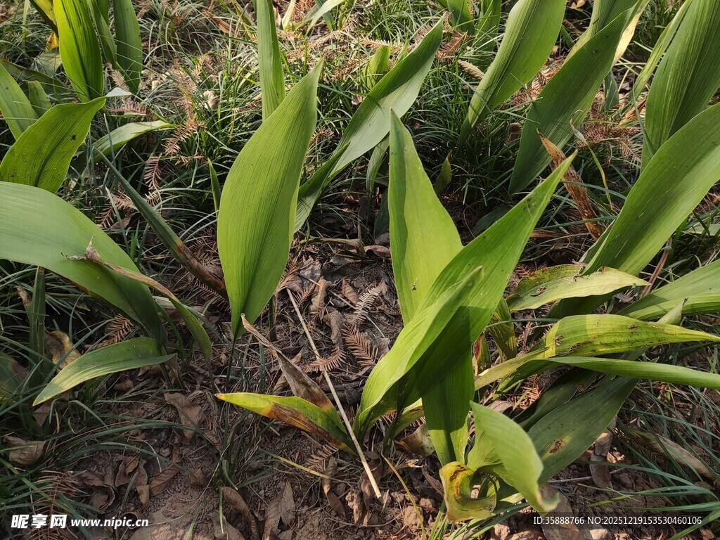 绿叶植物特写