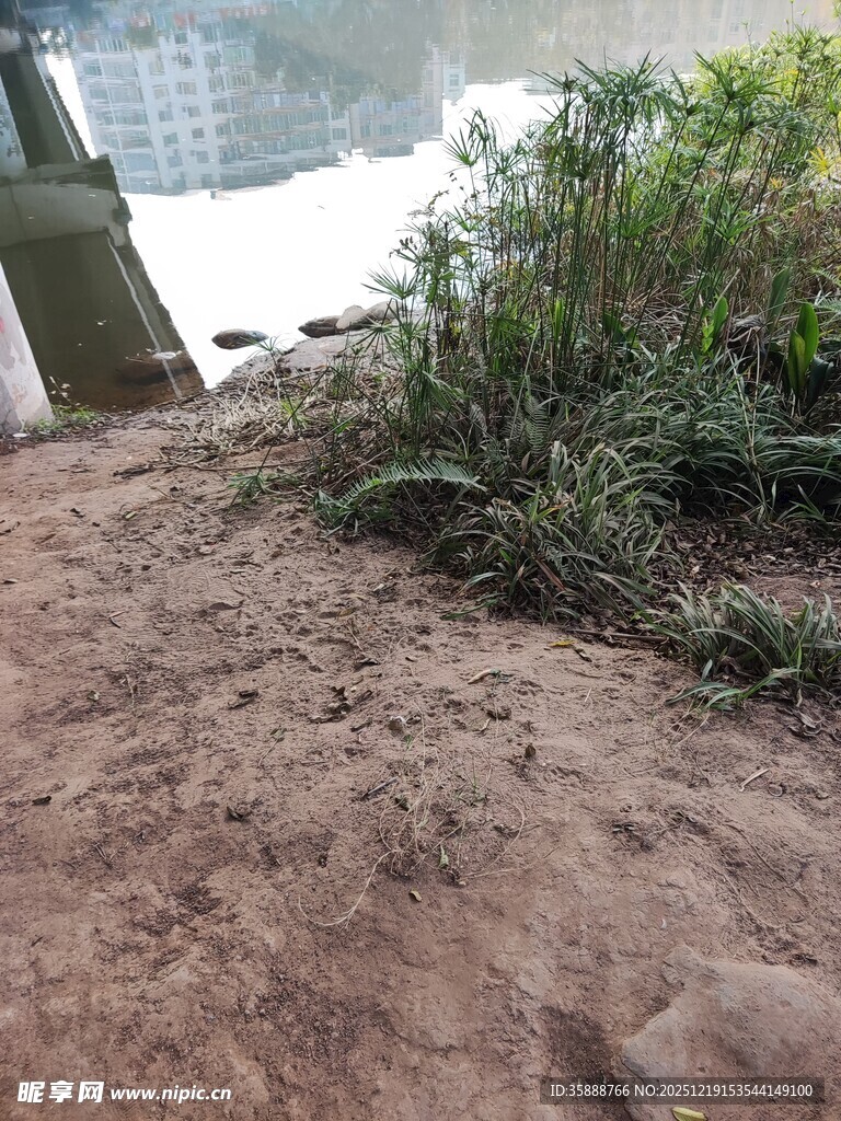 户外泥土地上的丛生植物