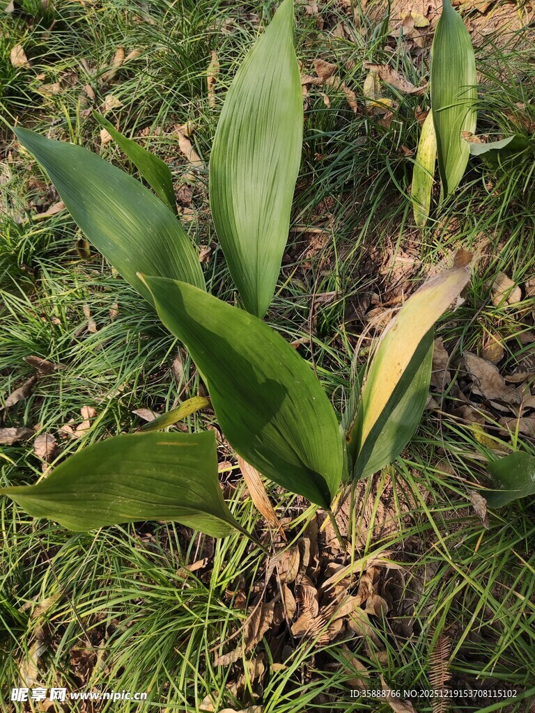 绿叶植物特写