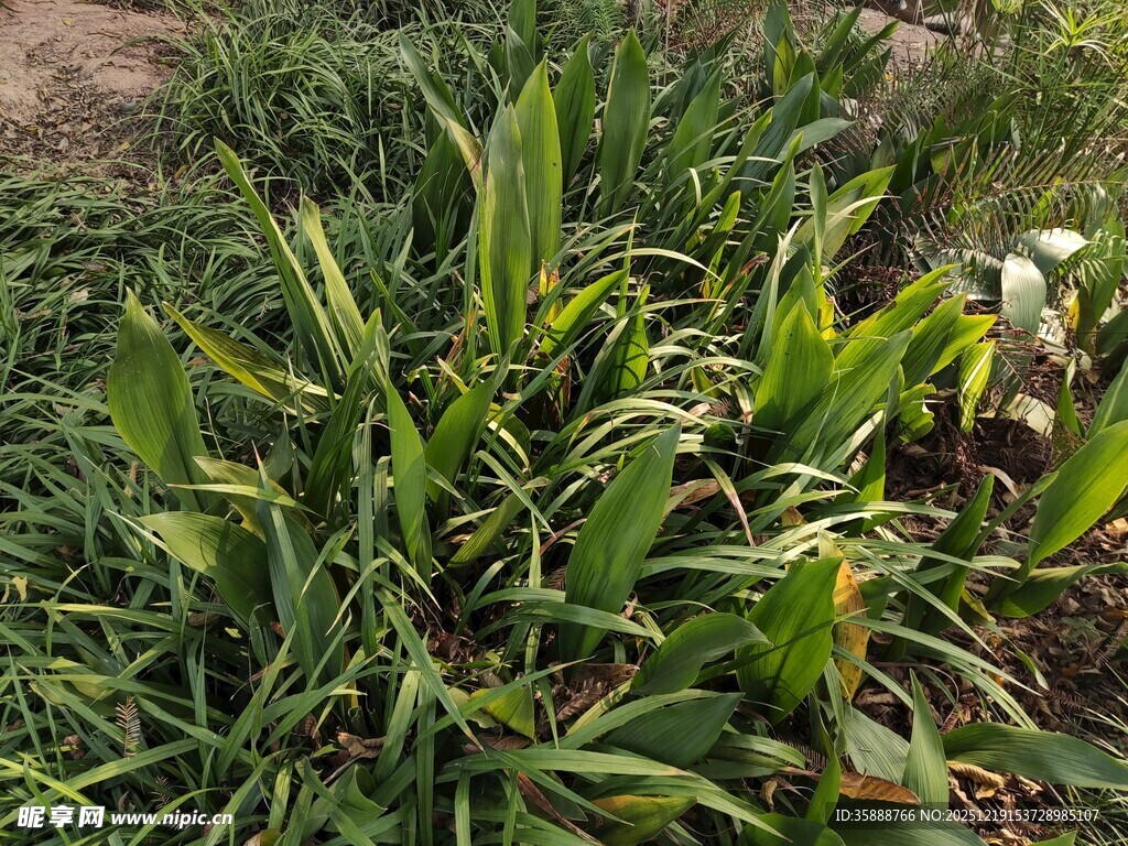 田间茂盛的绿色植物