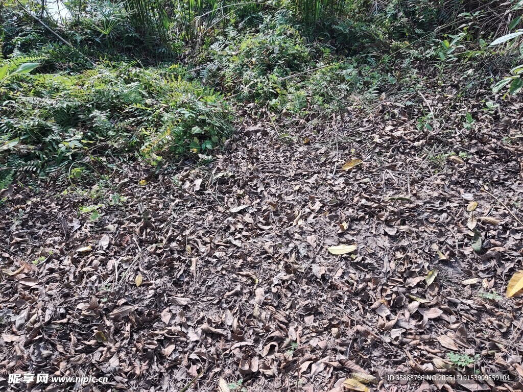 林间落叶铺就的自然小径