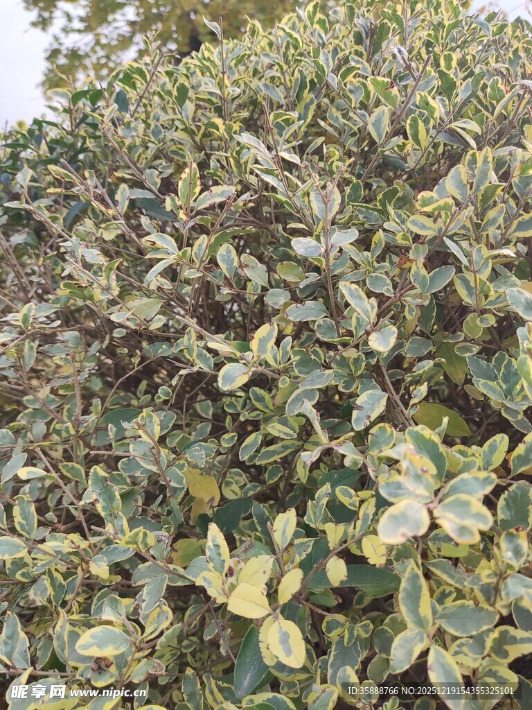 绿叶繁茂的植物景观