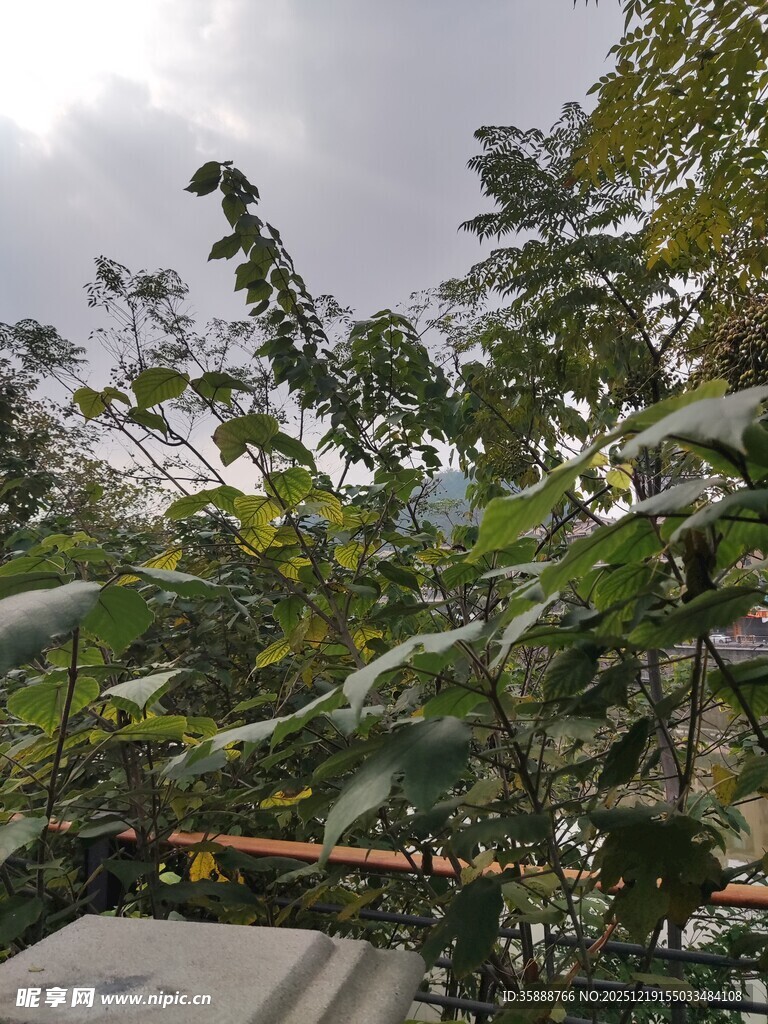 户外繁茂绿植景观