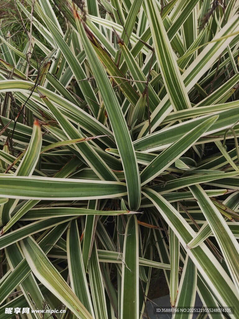 金边吊兰植物特写