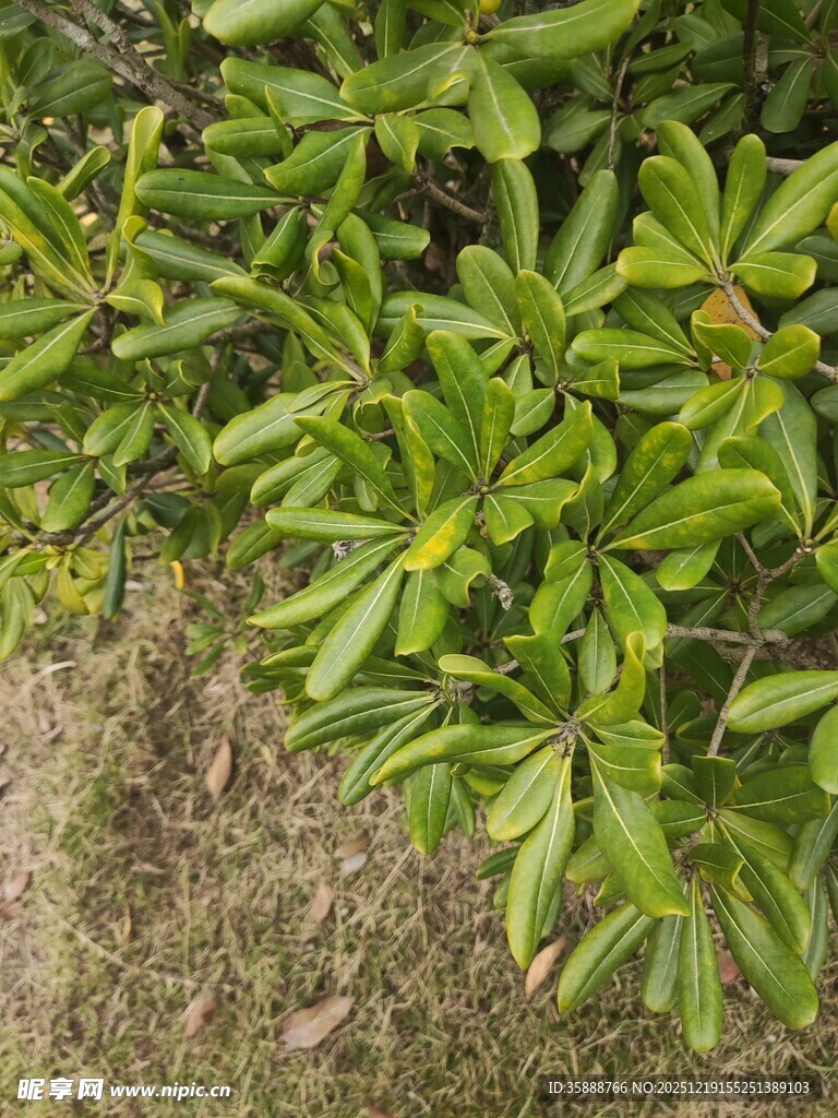 绿叶繁茂的植物景观