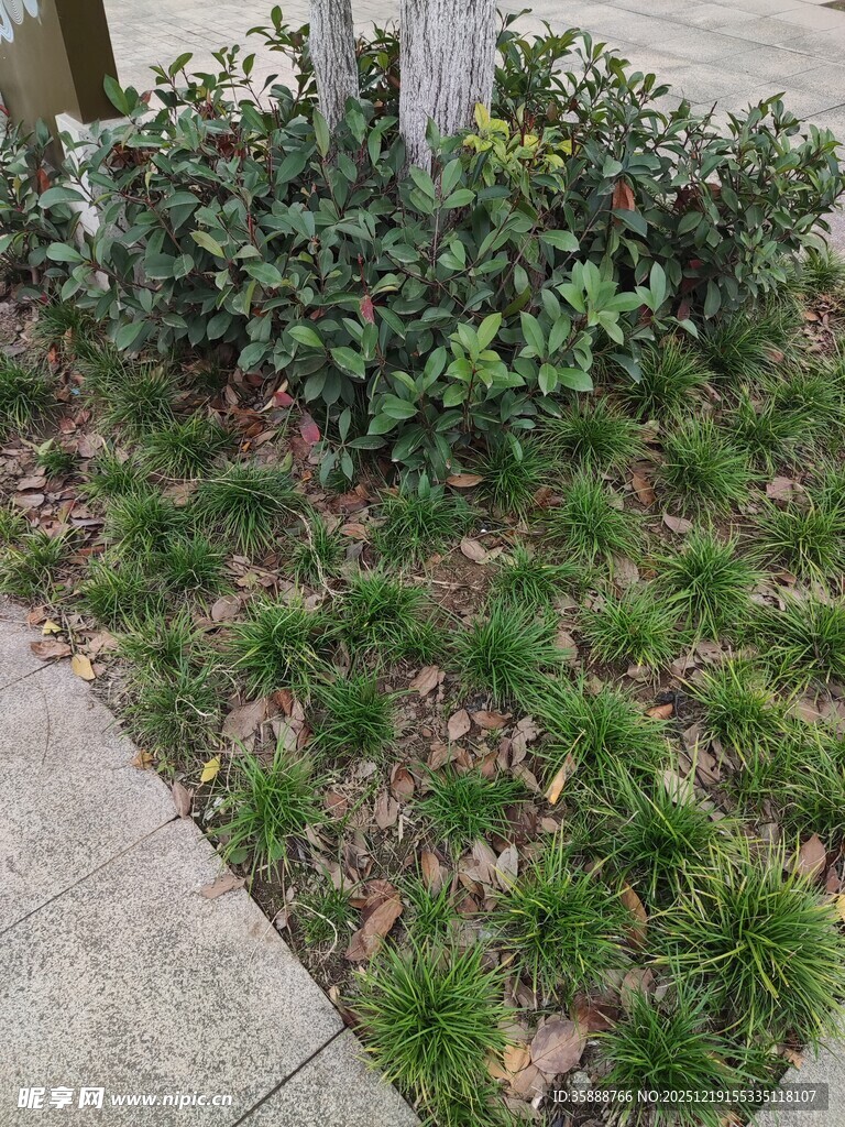 路边绿植景观