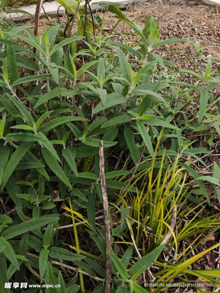 野外丛生的绿色植物