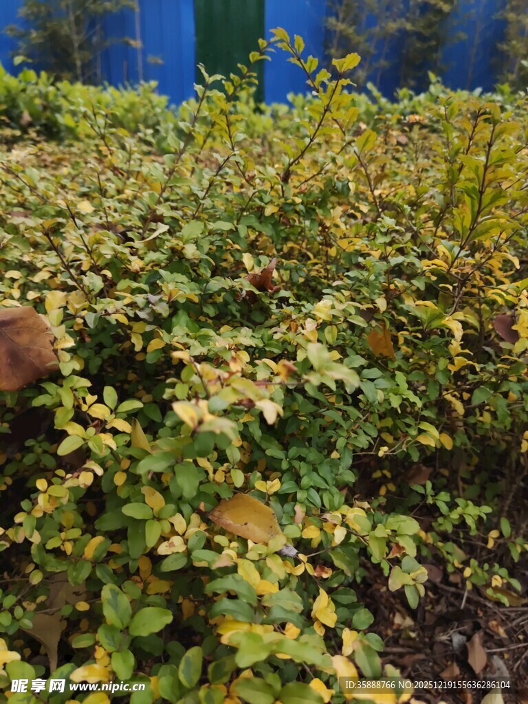 绿叶繁茂的植物景观