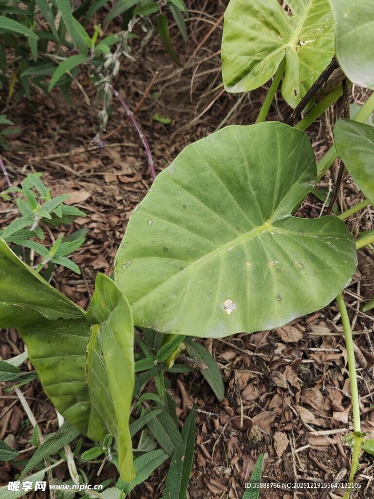 大叶片绿植特写
