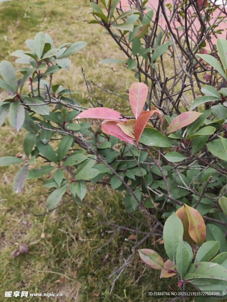 绿叶粉边植物特写