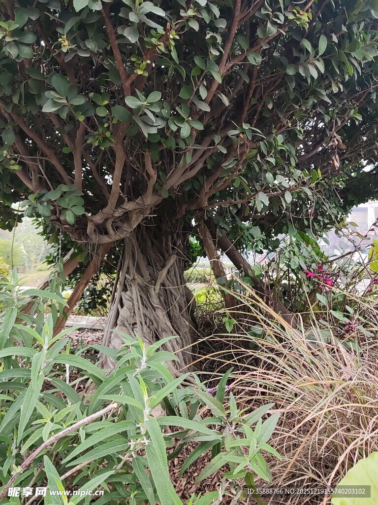 繁茂植物中的奇特树木