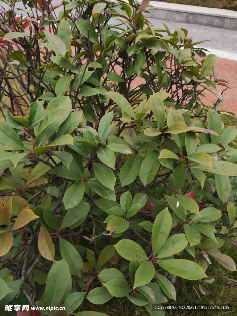 绿叶繁茂的植物景观