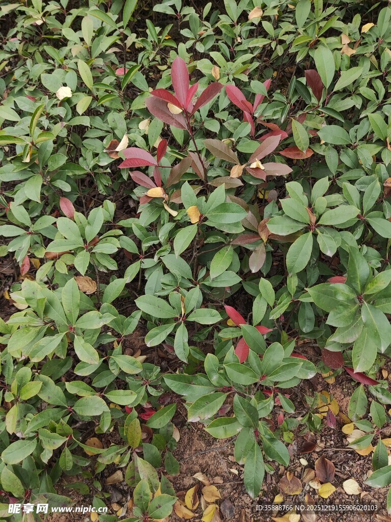 绿叶丛中点点红