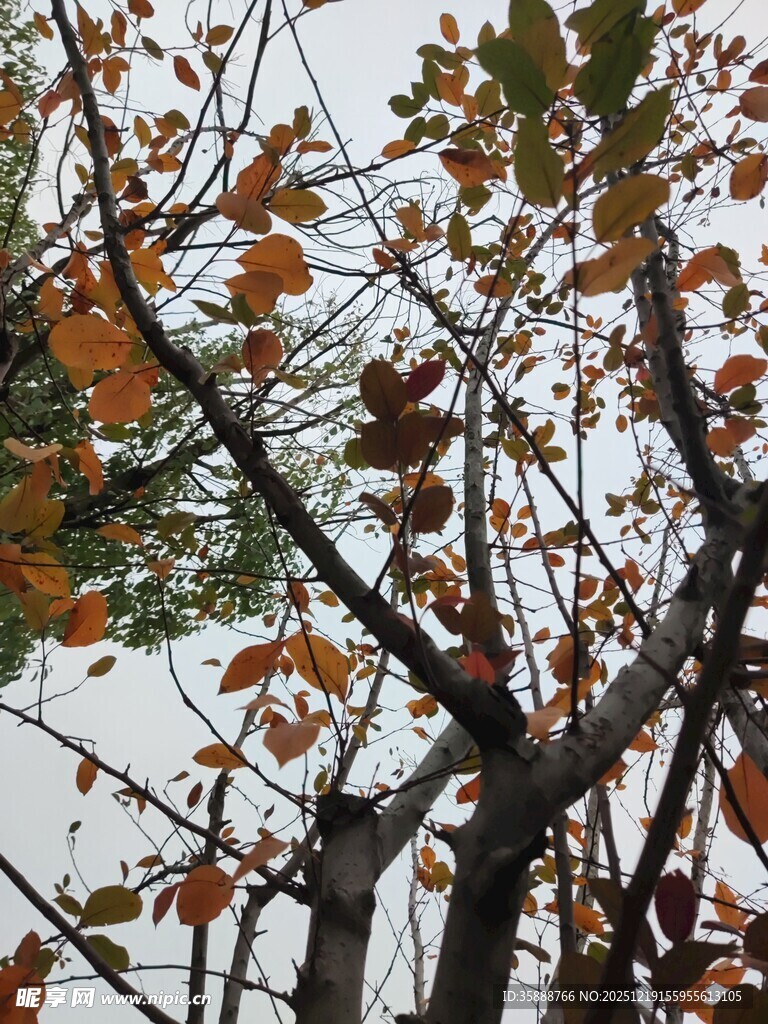 秋日树枝上的斑斓树叶