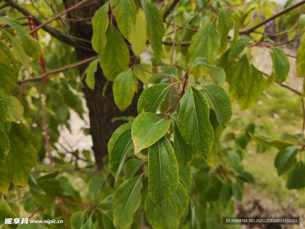 绿叶繁茂的树枝特写